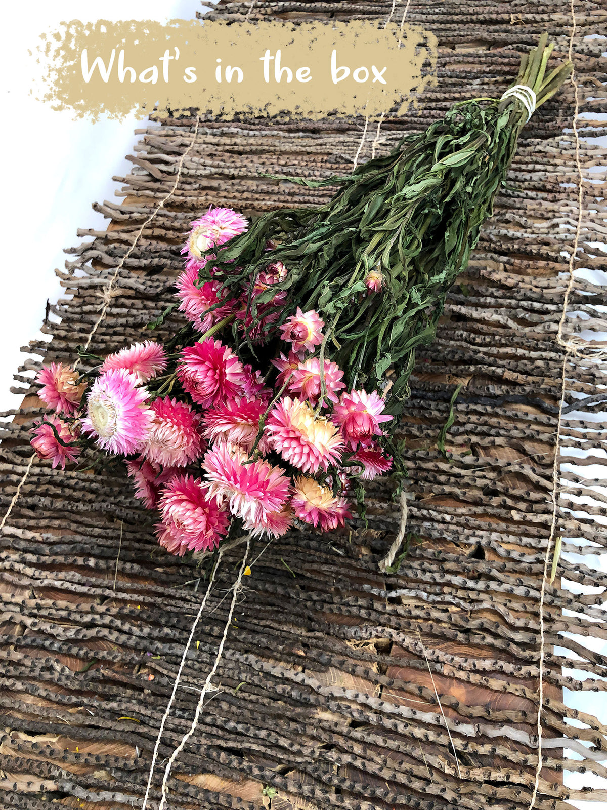 Dried Natural Pink "Straw Flower" by the bunch