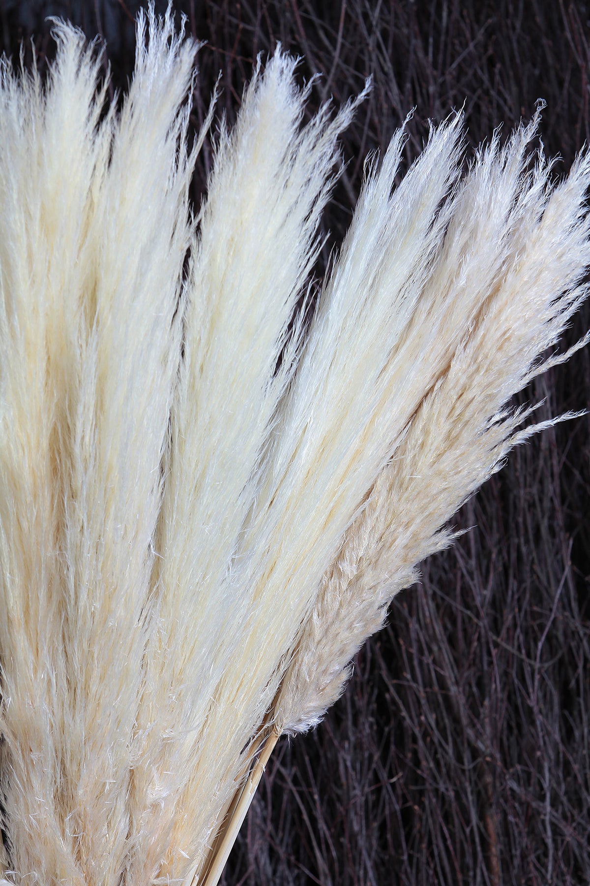 Bleached Fluffy "Pampas" Grass 120cm in a 5 stem bunch