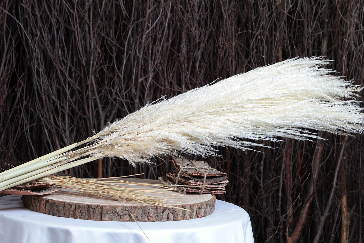 Bleached Fluffy "Pampas" Grass 120cm in a 5 stem bunch