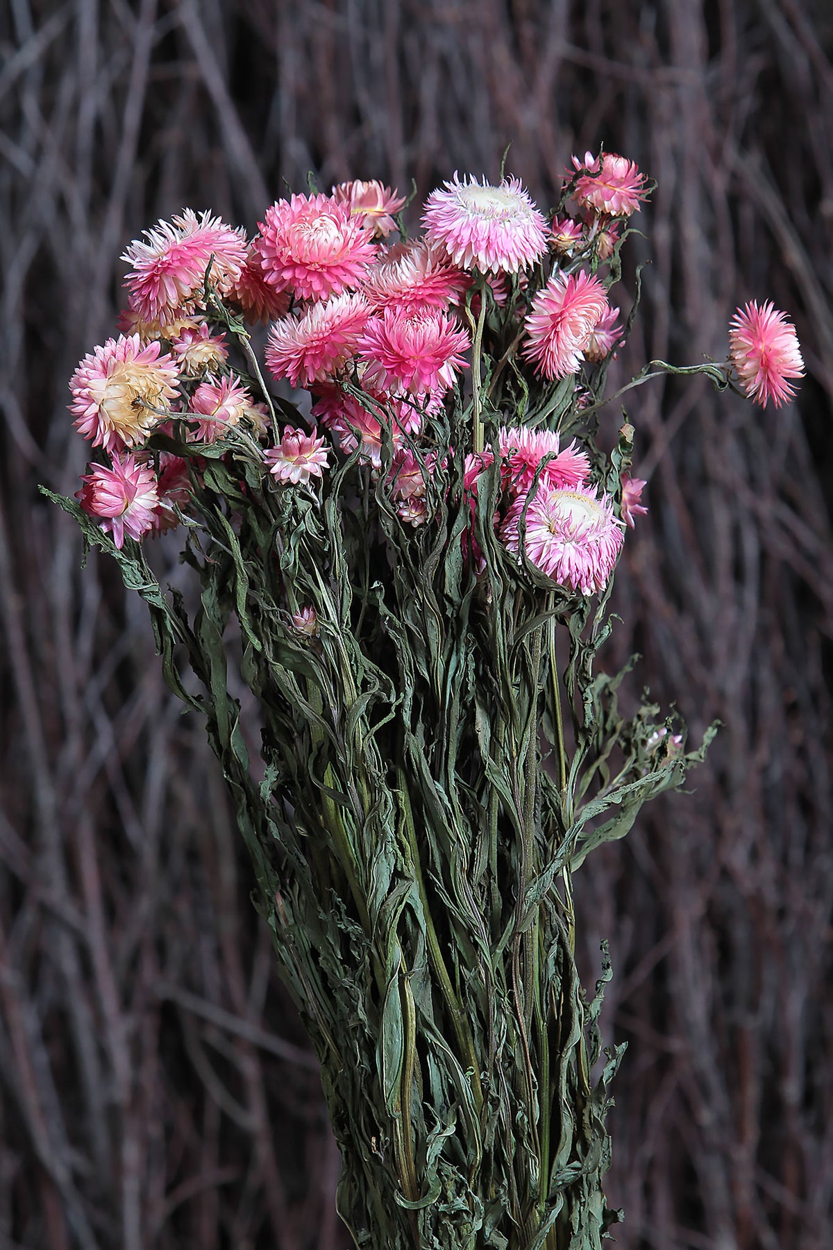 Dried Natural Pink "Straw Flower" by the bunch