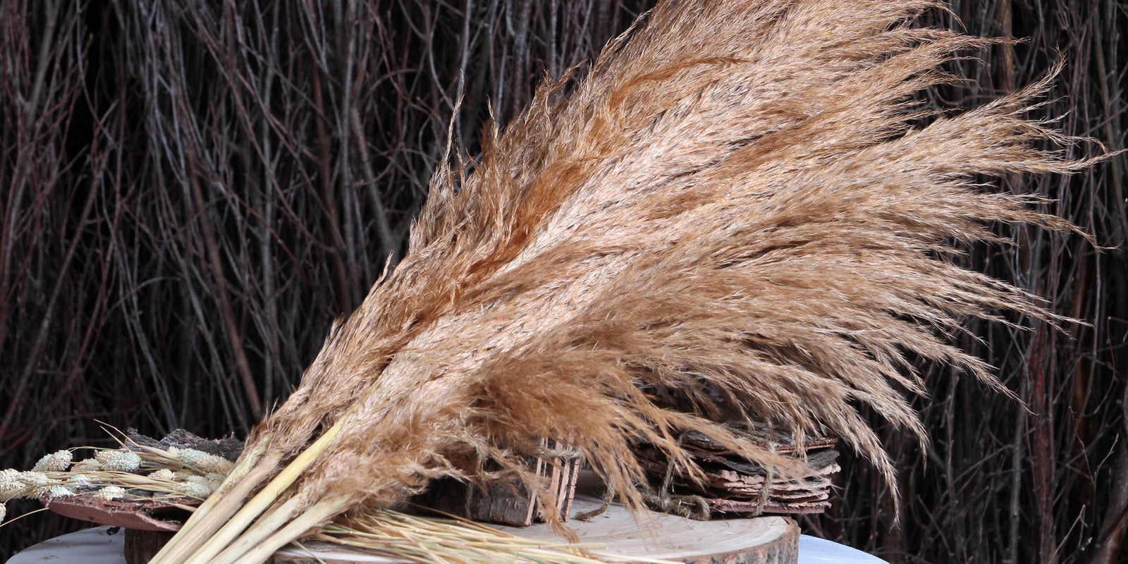 Natural Style Real Dried Pampas Reed Grass │ Dried Plants Home Decorat –  Besontique