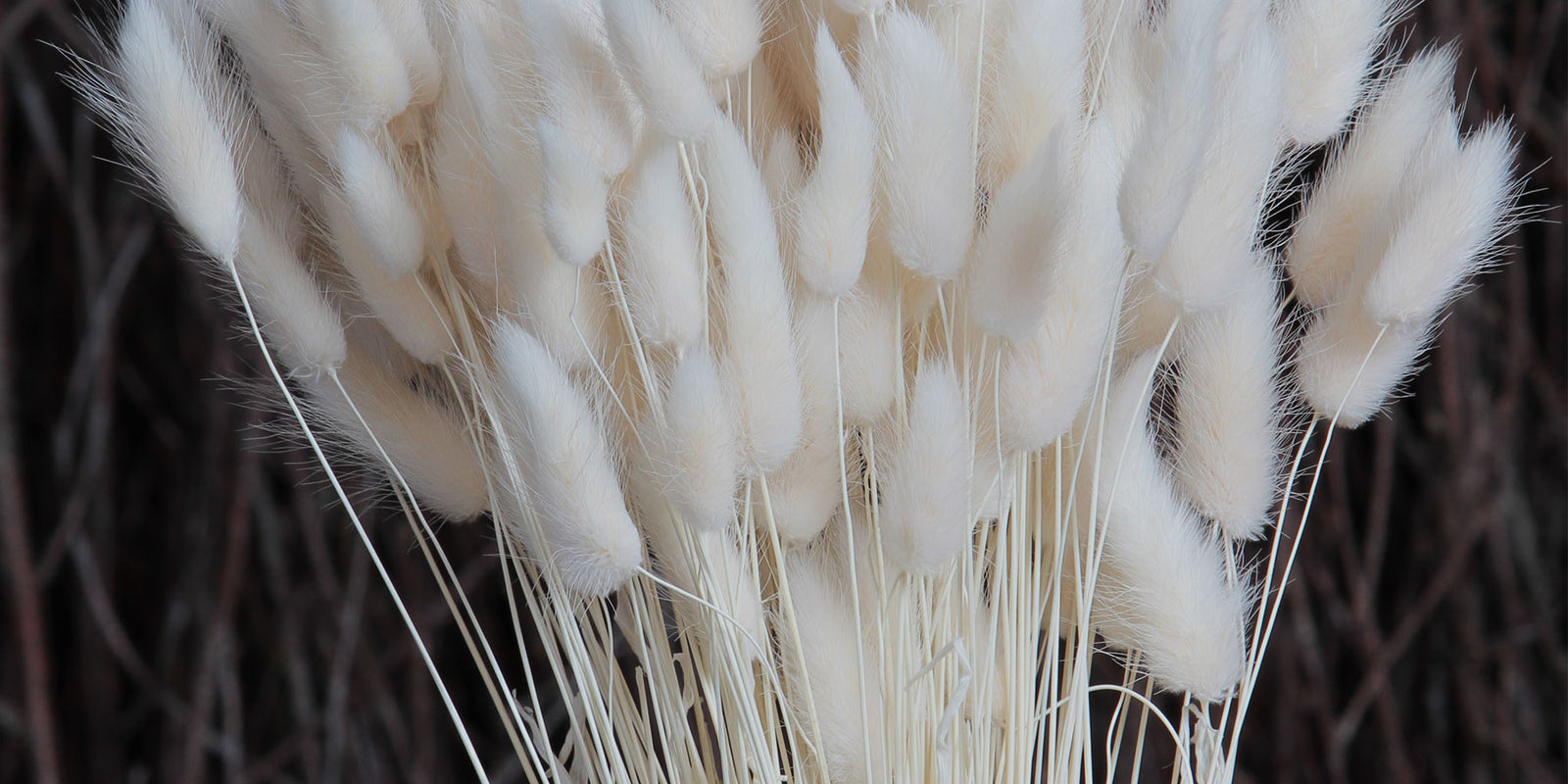 Bleached Style... Grasses and Reeds