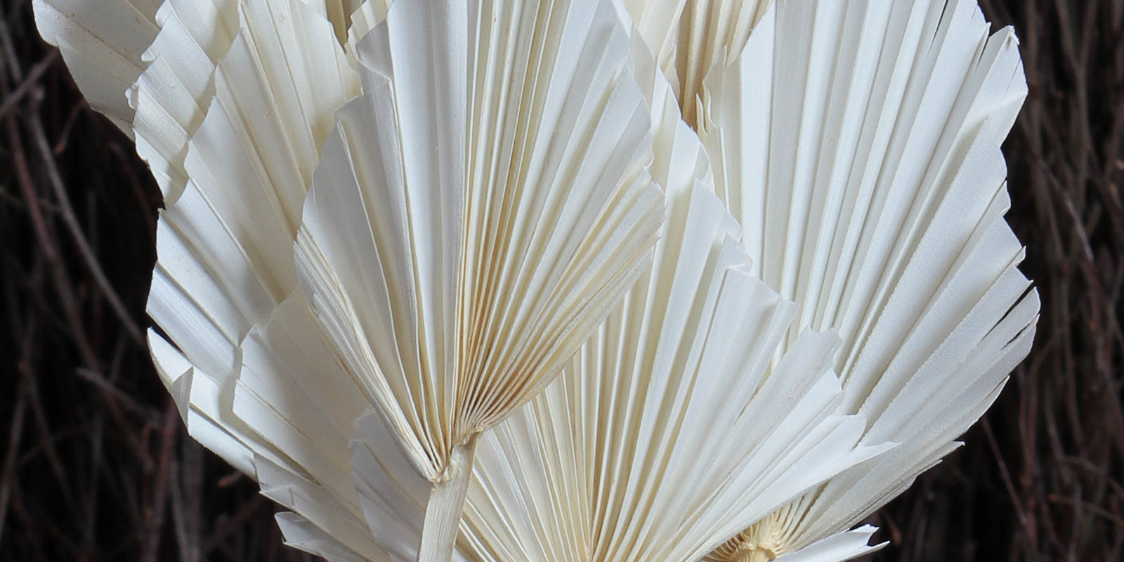 Bleached Style... Leaves, Foliage and Ferns