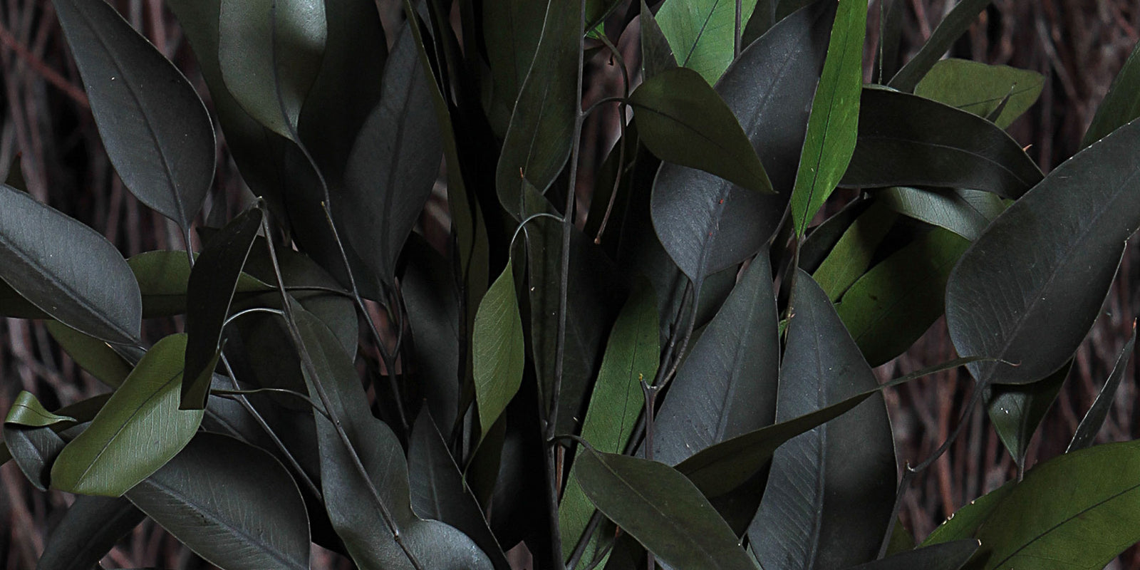 Our Complete Leaves, Foliage and Ferns Collection