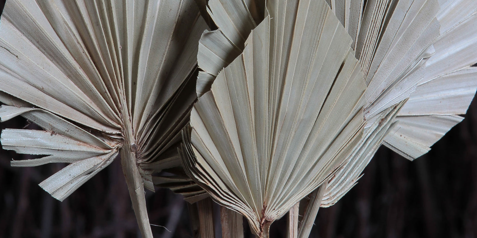 Natural Beauty... Leaves, Foliage and Ferns