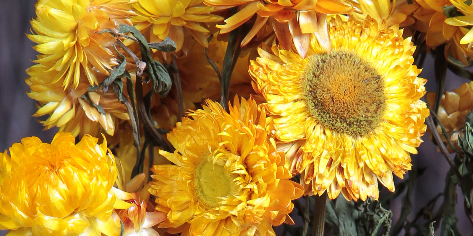 Natural Beauty... Natural Dried Flowers