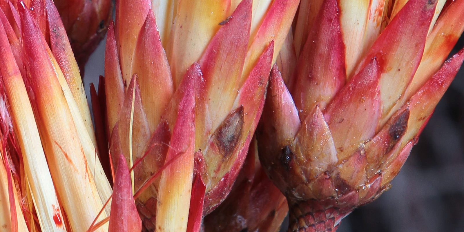 Vivid Colours Dried Flowers - DriedOut