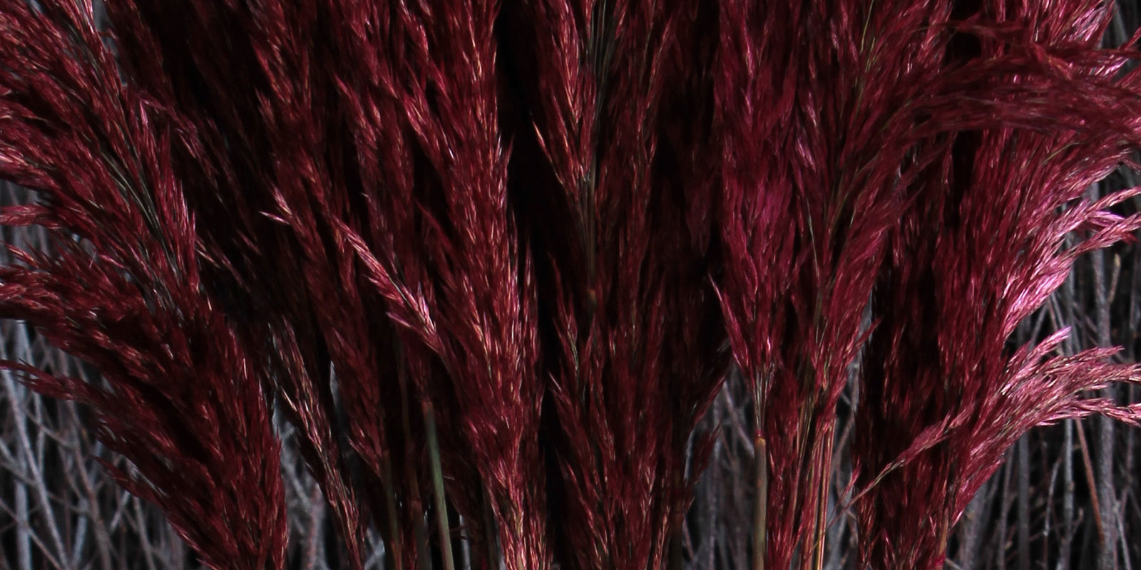 Vivid Colours... Grasses and Reeds