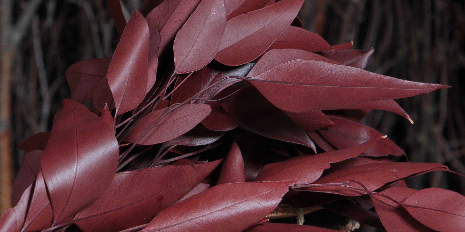 Vivid Colours... Leaves, Foliage and Ferns