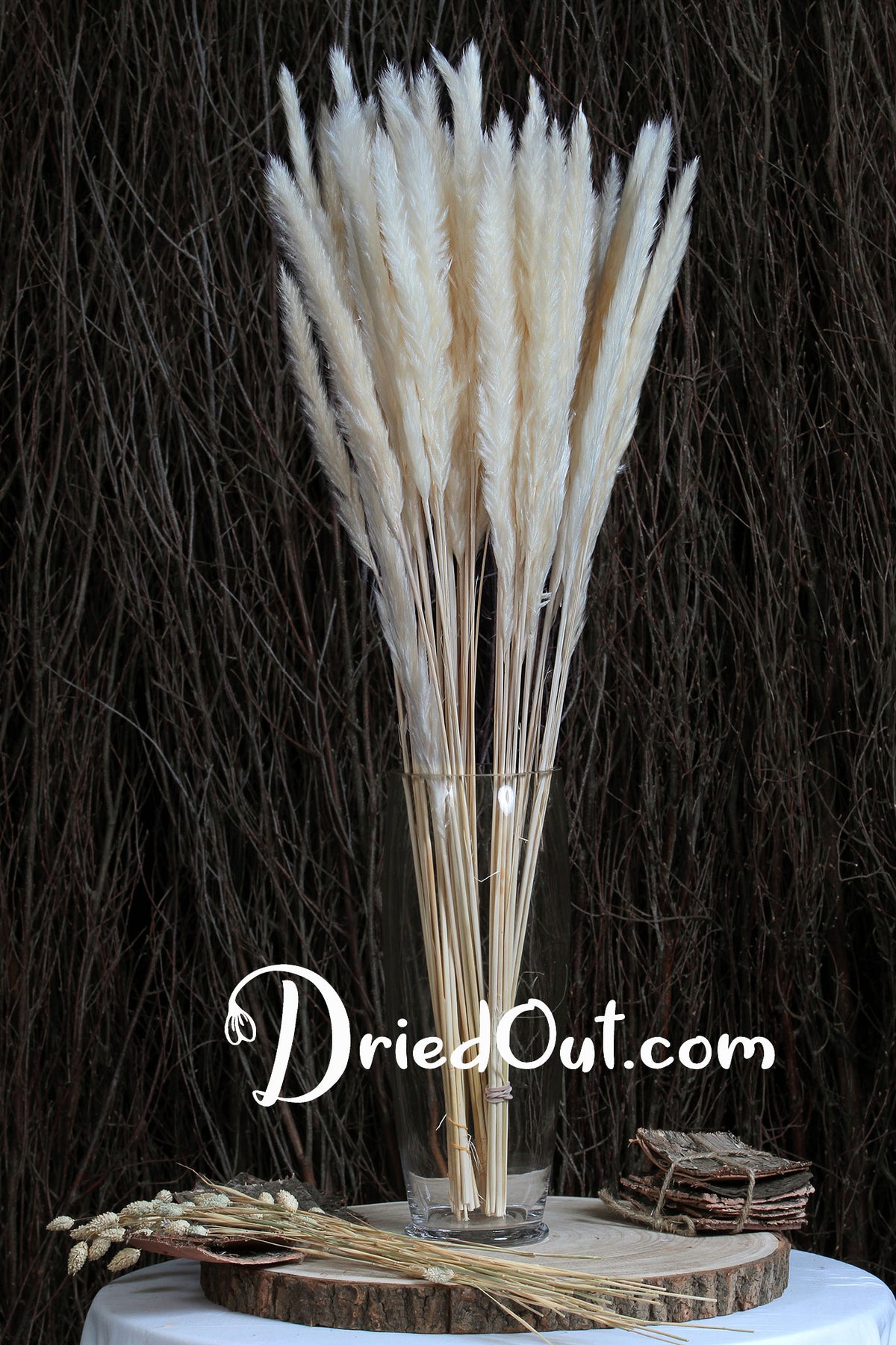 Bleached Baby &quot;Pampas&quot; Tail Reed Grass in a 10 stem bunch