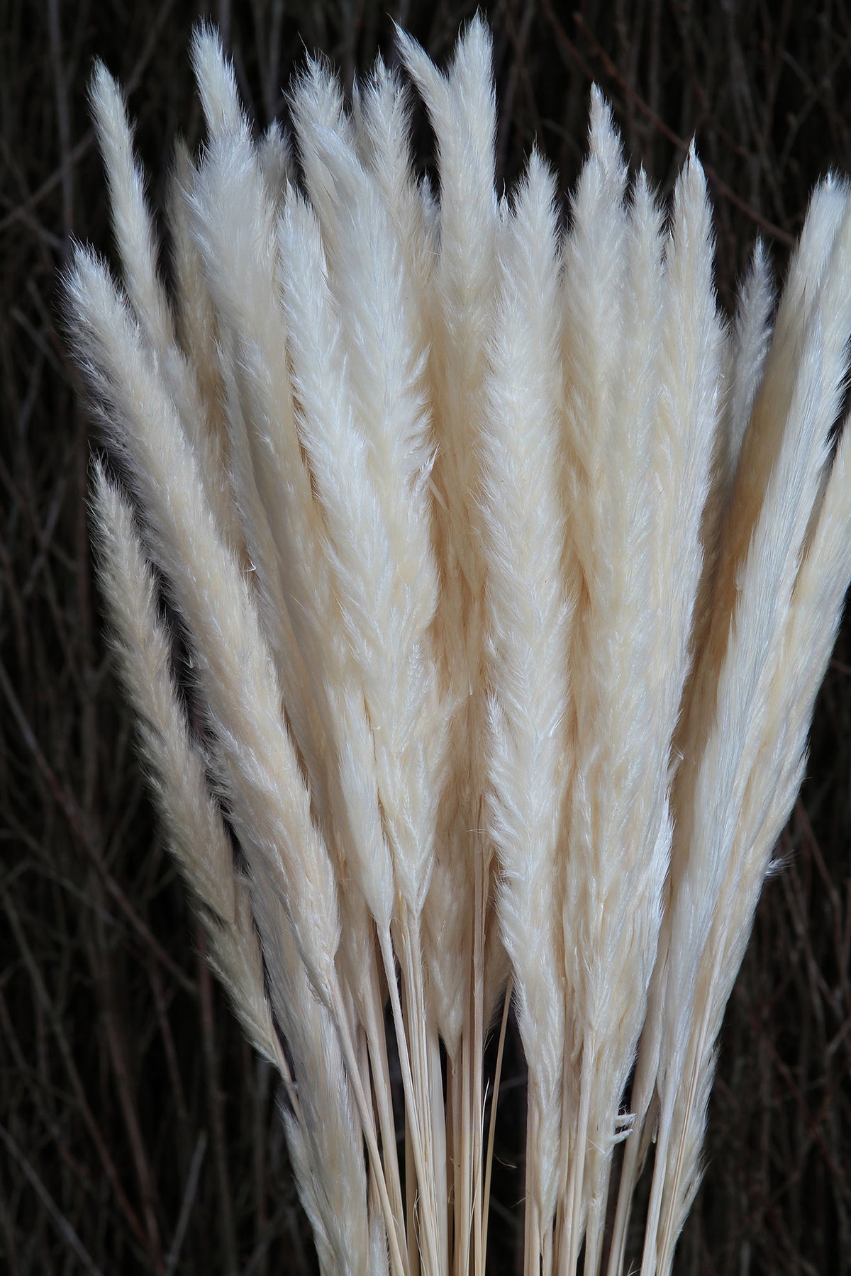 Bleached Baby &quot;Pampas&quot; Tail Reed Grass in a 10 stem bunch