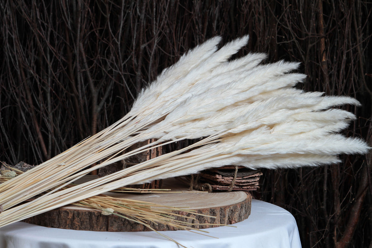 Bleached Baby &quot;Pampas&quot; Tail Reed Grass in a 10 stem bunch