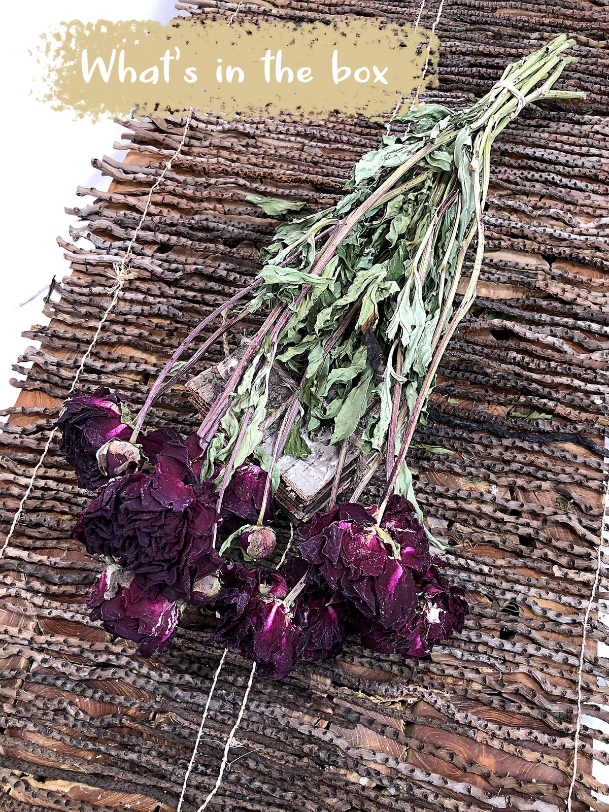 Dried Natural &quot;Peony Blackbeard&quot; Flower 50cm by the bunch