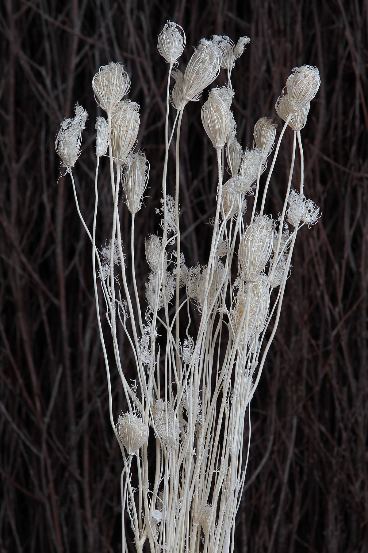 Bleached &quot;Fennel&quot; Grass by the bunch