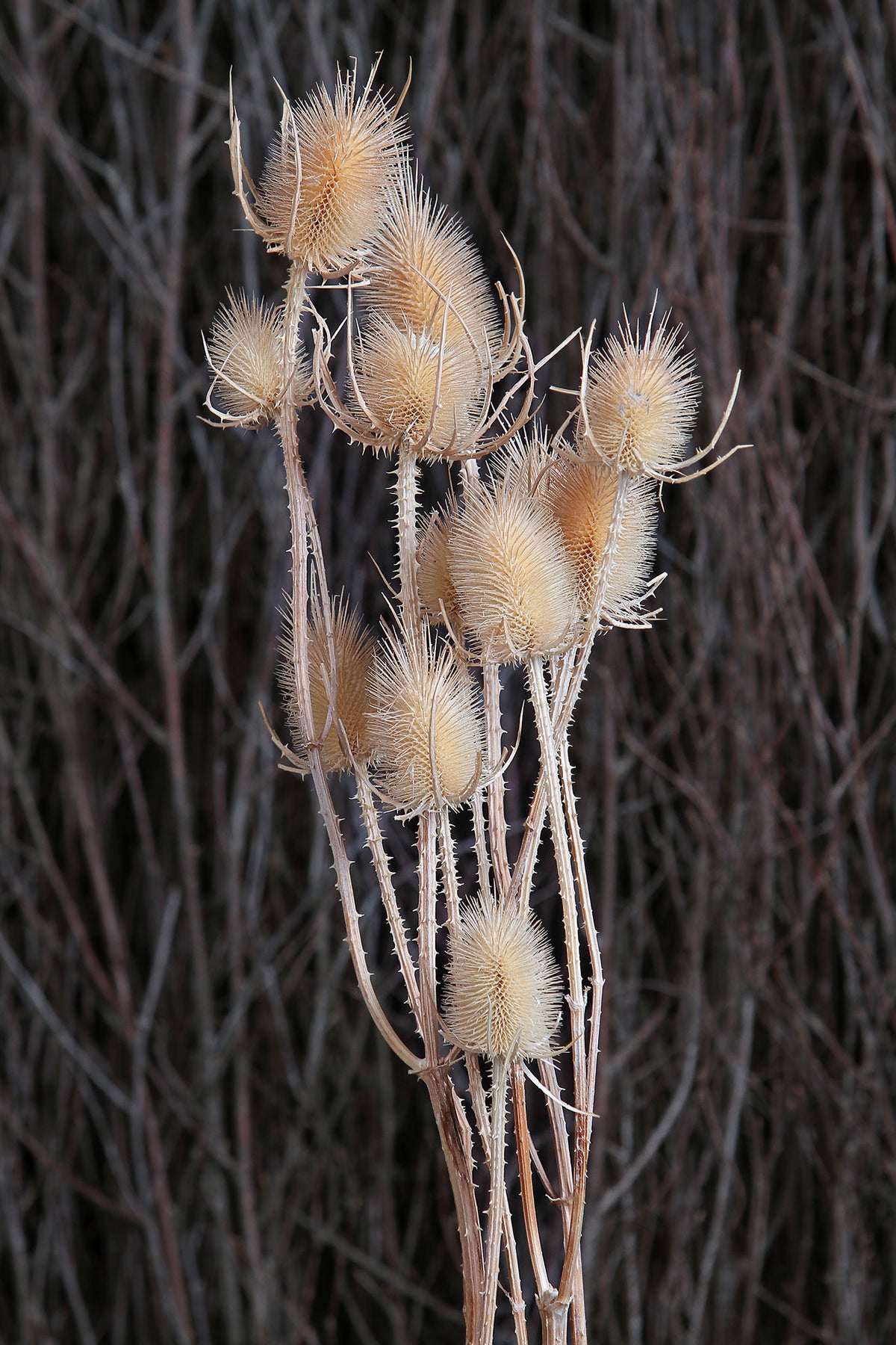 Dried Natural &quot;Thistle&quot; by the bunch