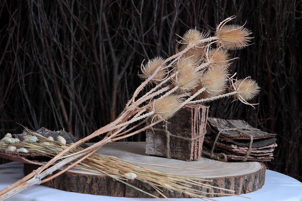 Bleached &quot;Thistle&quot; by the bunch