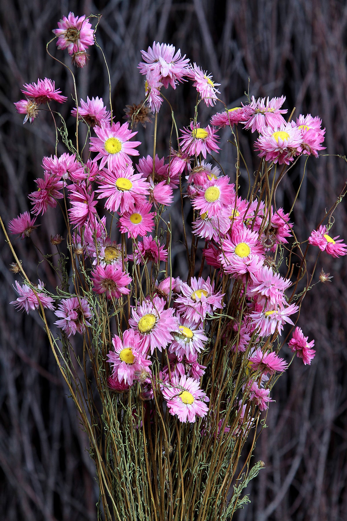 Dried &quot;Pink Paper Daisy&quot; by the bunch