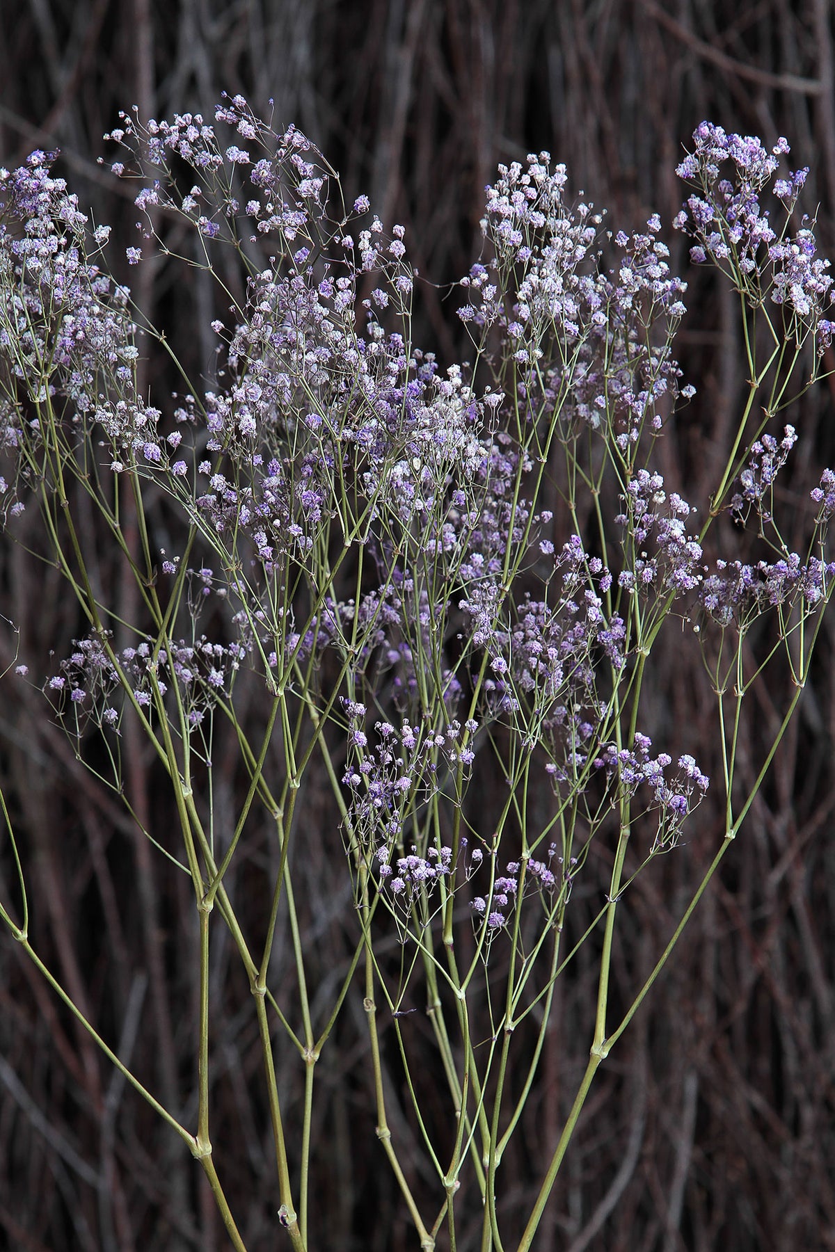 Dried Lilac &quot;Gypsophila&quot; Flower by the bunch