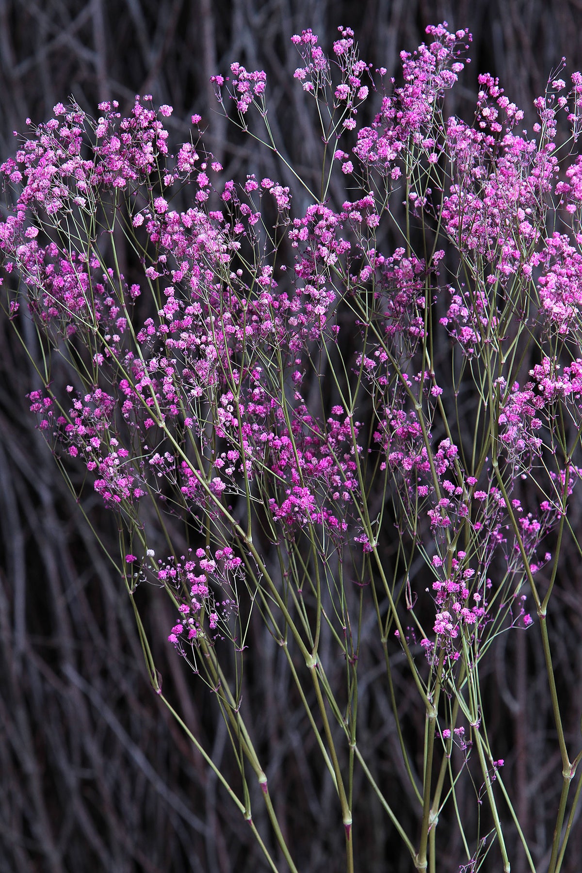 Dried Cerise Pink &quot;Gypsophila&quot; Flower by the bunch