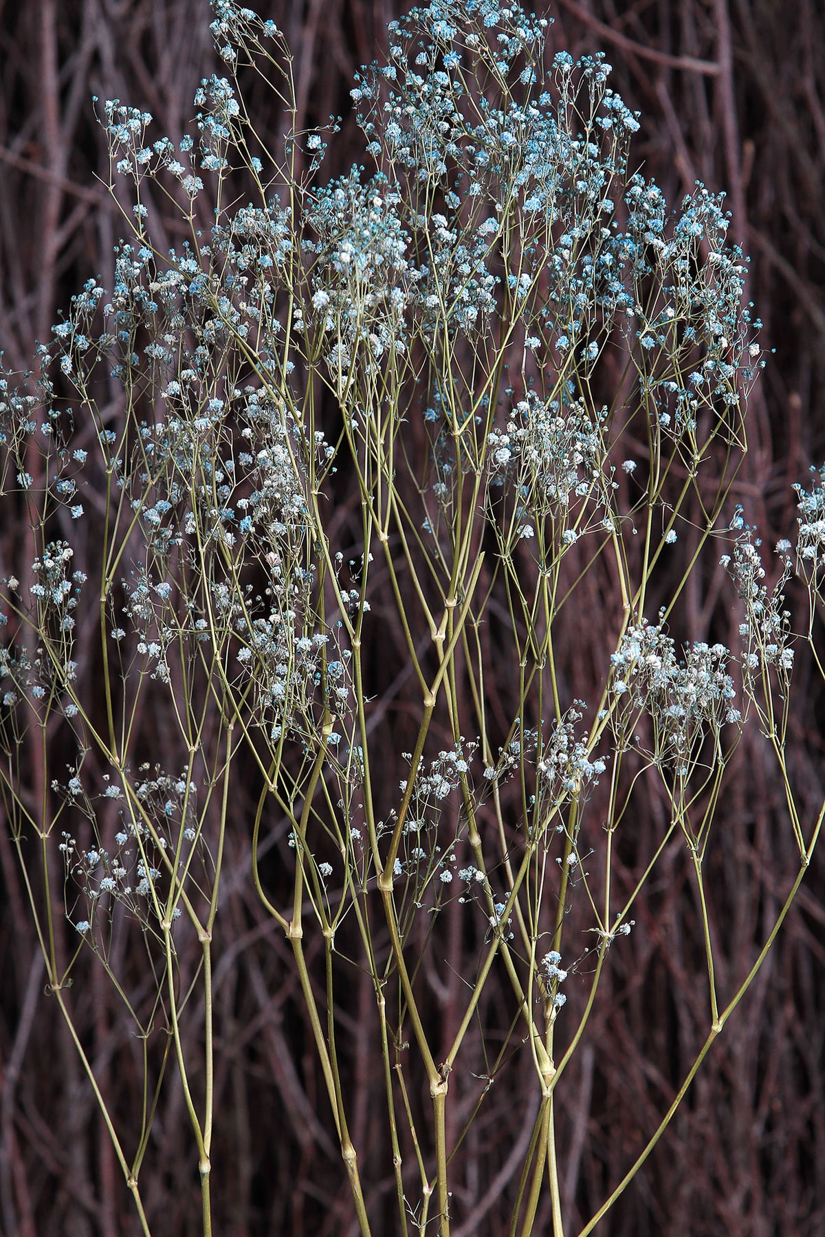 Dried Light Blue &quot;Gypsophila&quot; Flower by the bunch