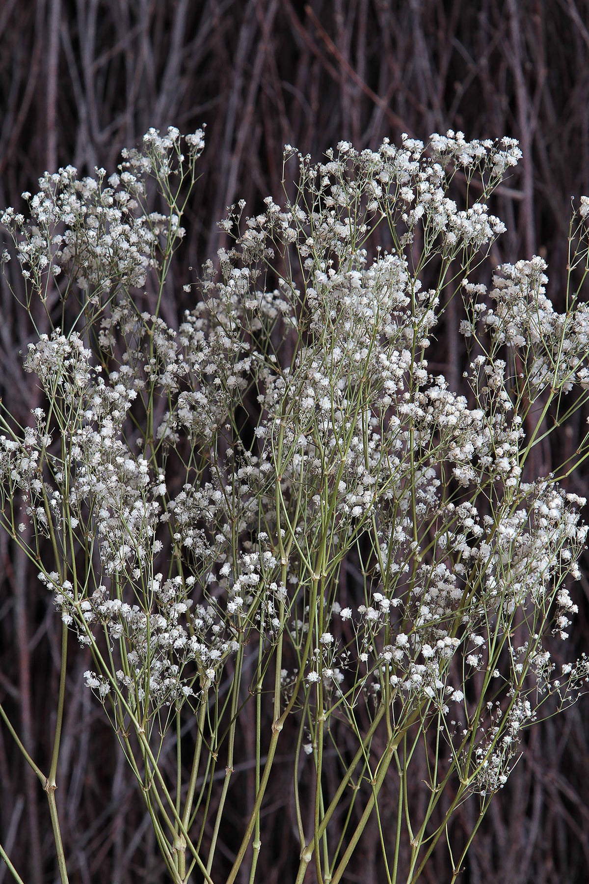 Dried Natural &quot;Gypsophila&quot; Flower by the bunch