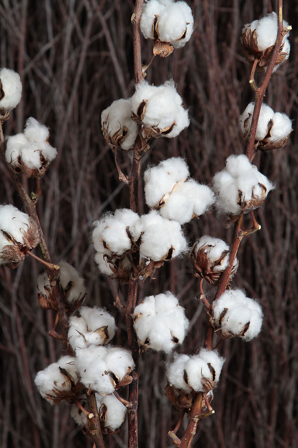 Dried Natural &quot;Cotton Stems&quot; with 7 buds on each stem