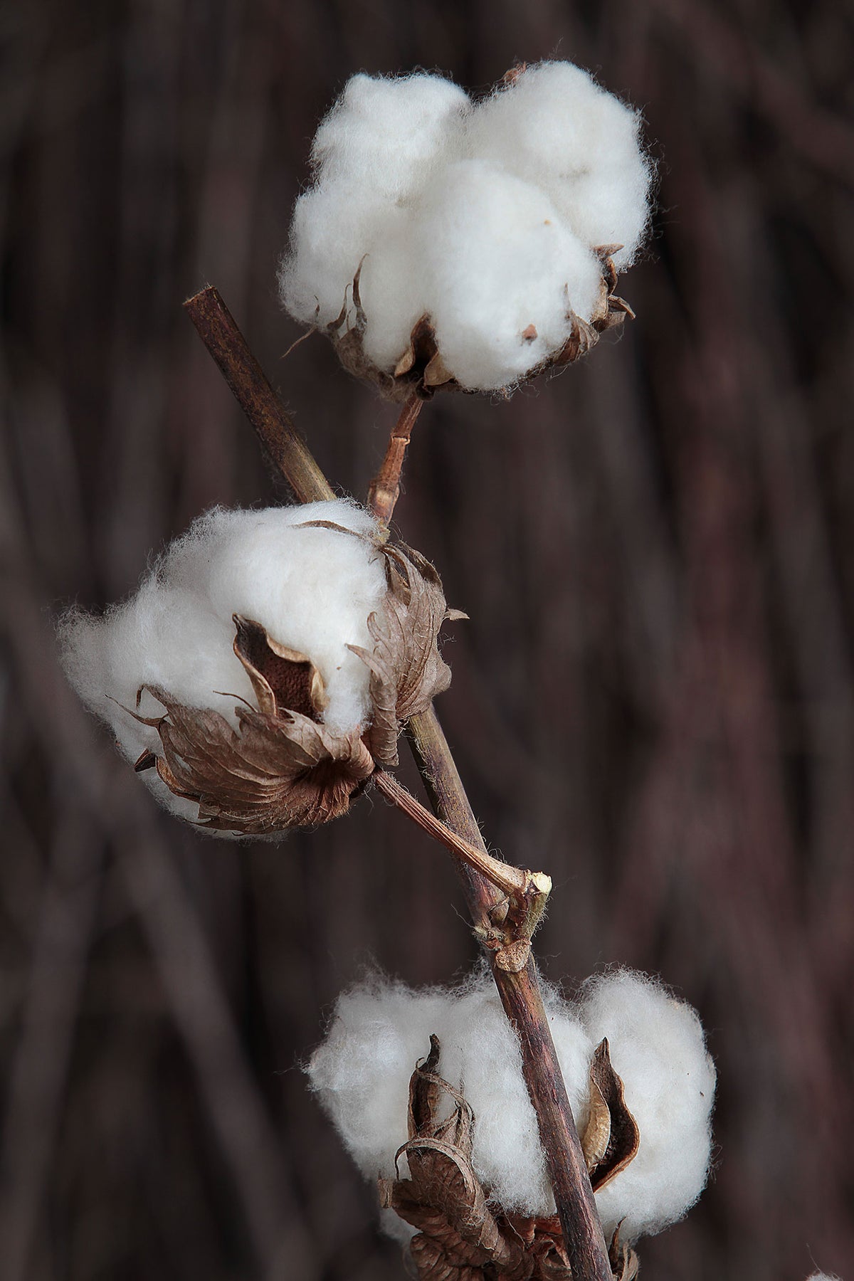 Dried Natural &quot;Cotton Stems&quot; with 7 buds on each stem