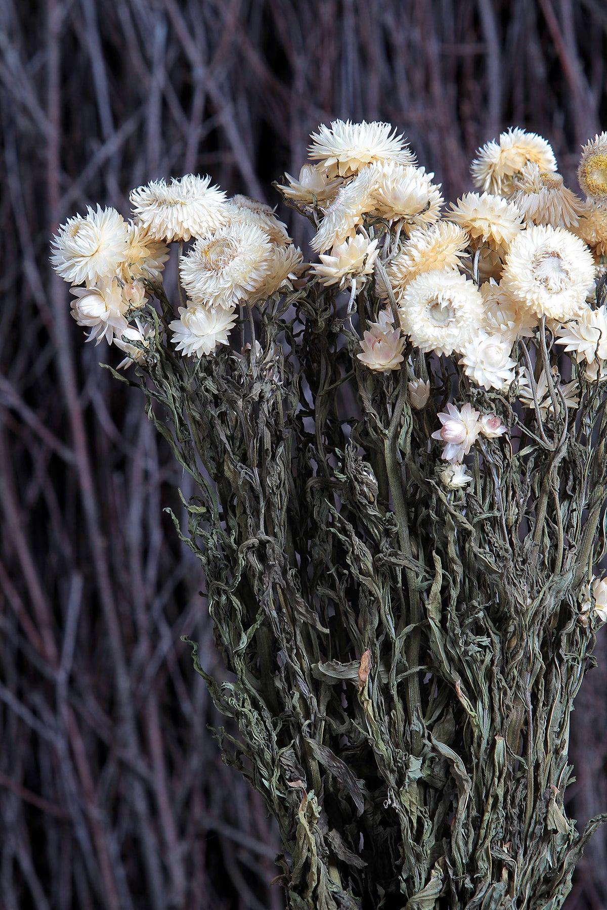 Dried Natural White &quot;Straw Flower&quot; by the bunch