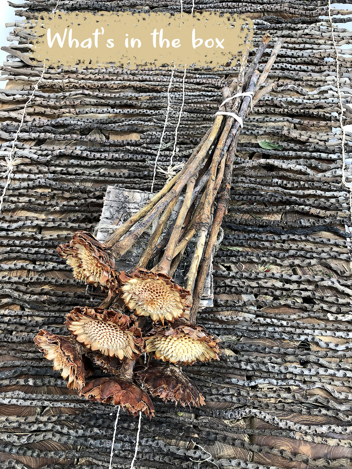 Dried &quot;Susannae Protea&quot; Flower in a 10 stem bunch