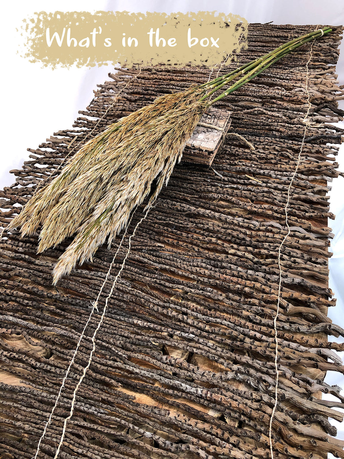 Dried &amp; Preserved Ivory &quot;Plume Reed&quot; Grass by the bunch