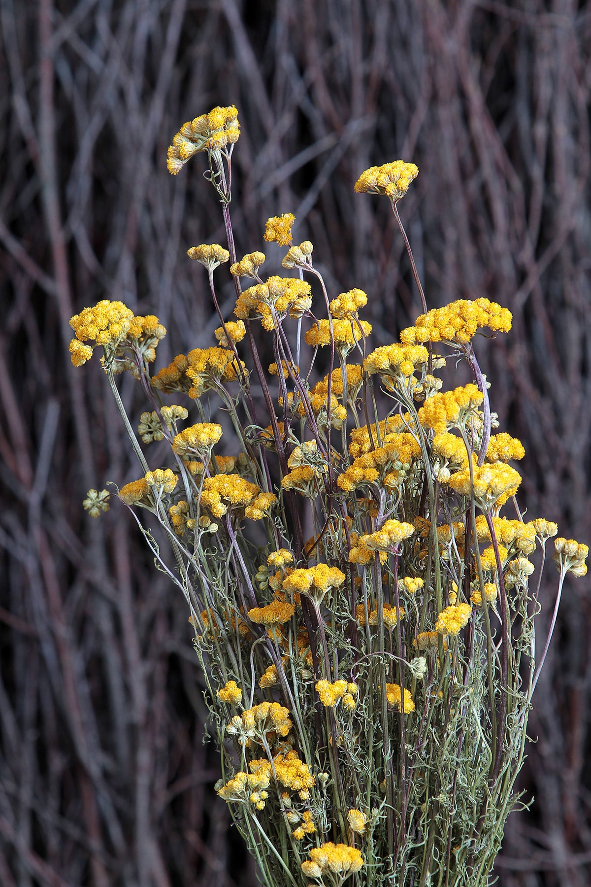 Dried Natural &quot;Lonas&quot; Flower by the bunch