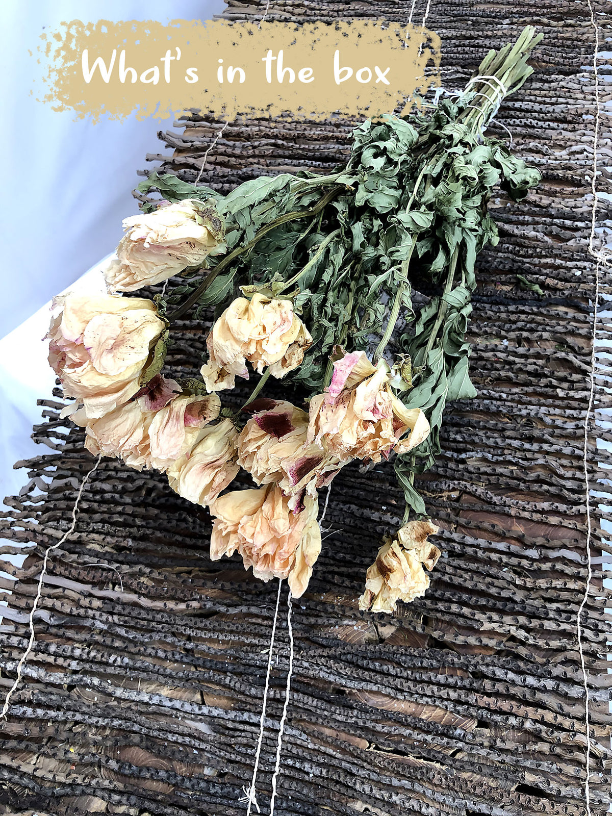 Dried Natural &quot;Peony Miss Amy&quot; Flower 50cm by the bunch