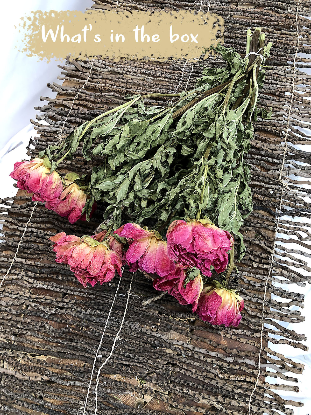 Dried Natural &quot;Peony Red Raspberry&quot; Flower 50cm by the bunch