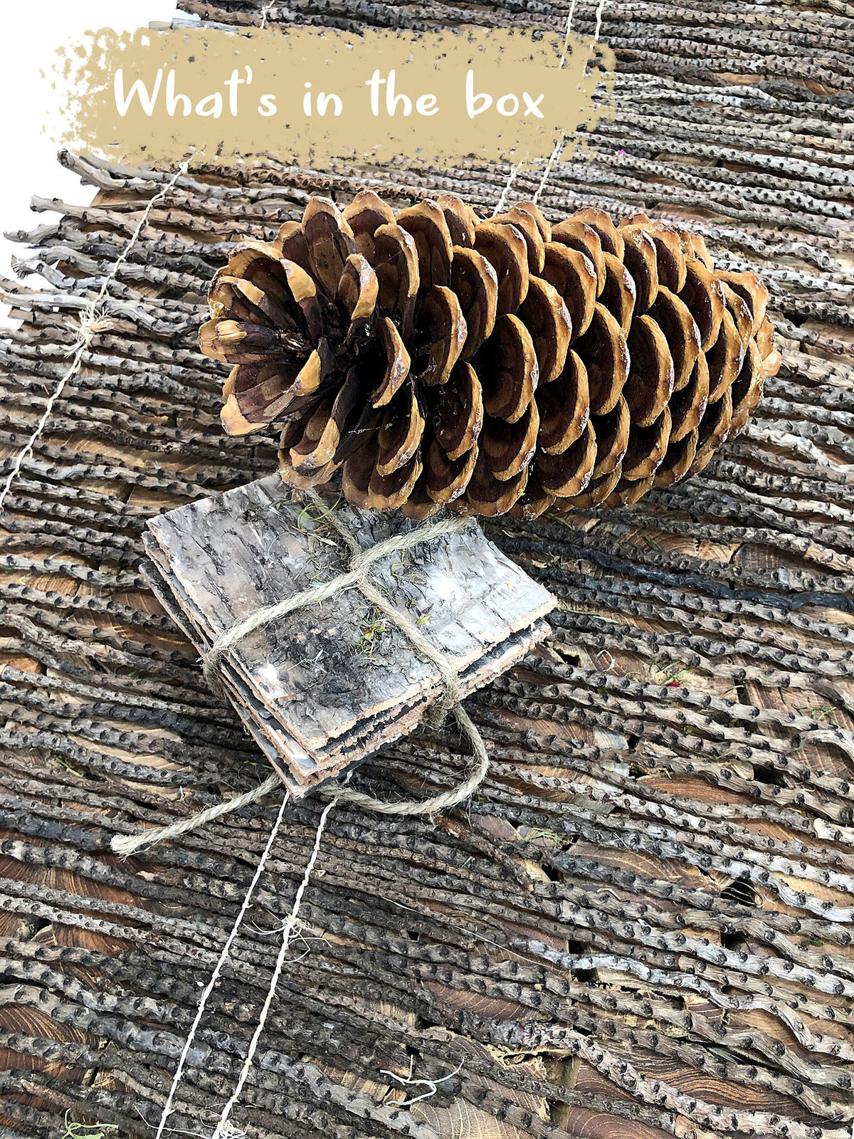 Dried Natural &quot;Sugar Cones&quot; Large by the individual Cone