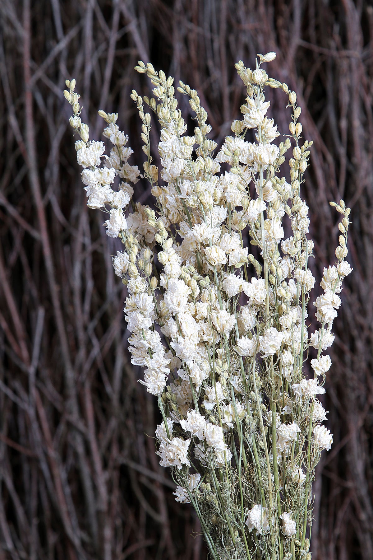 Dried Natural White &quot;Delphinium&quot; Flowers by the bunch