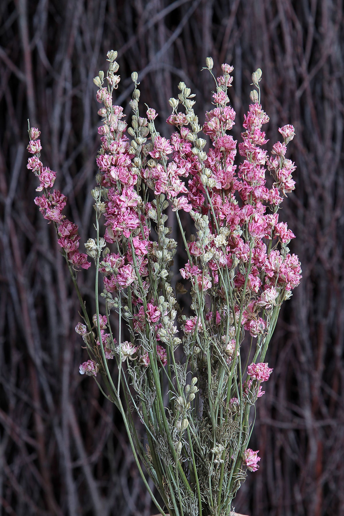 Dried Natural Pink &quot;Delphinium&quot; Flowers by the bunch