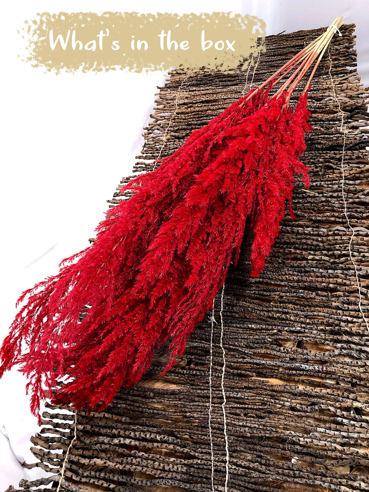 Dried &amp; preserved Red, Fluffy &quot;Pampas&quot; Grass 120cm in a 8 stem bunch