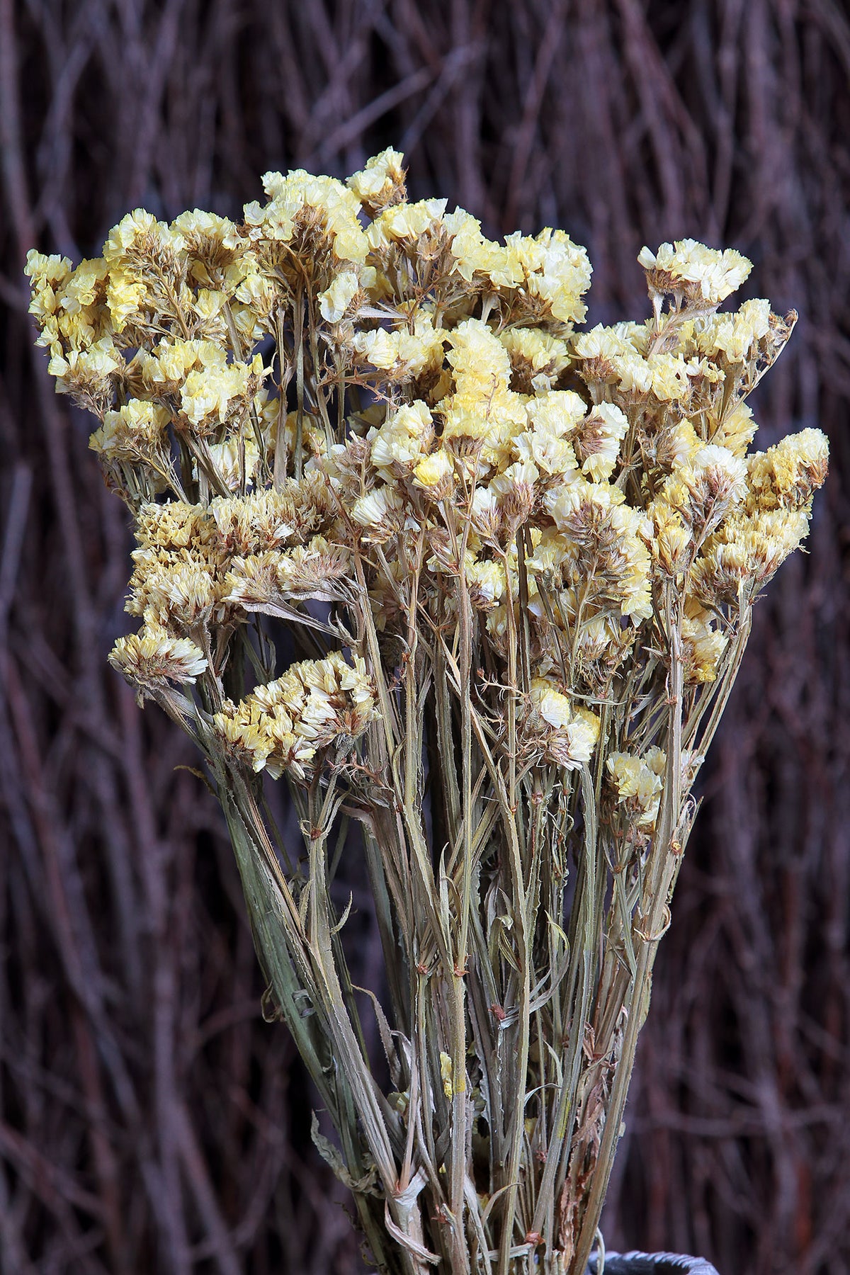 Dried Natural Yellow &quot;Statice&quot; Flower by the bunch