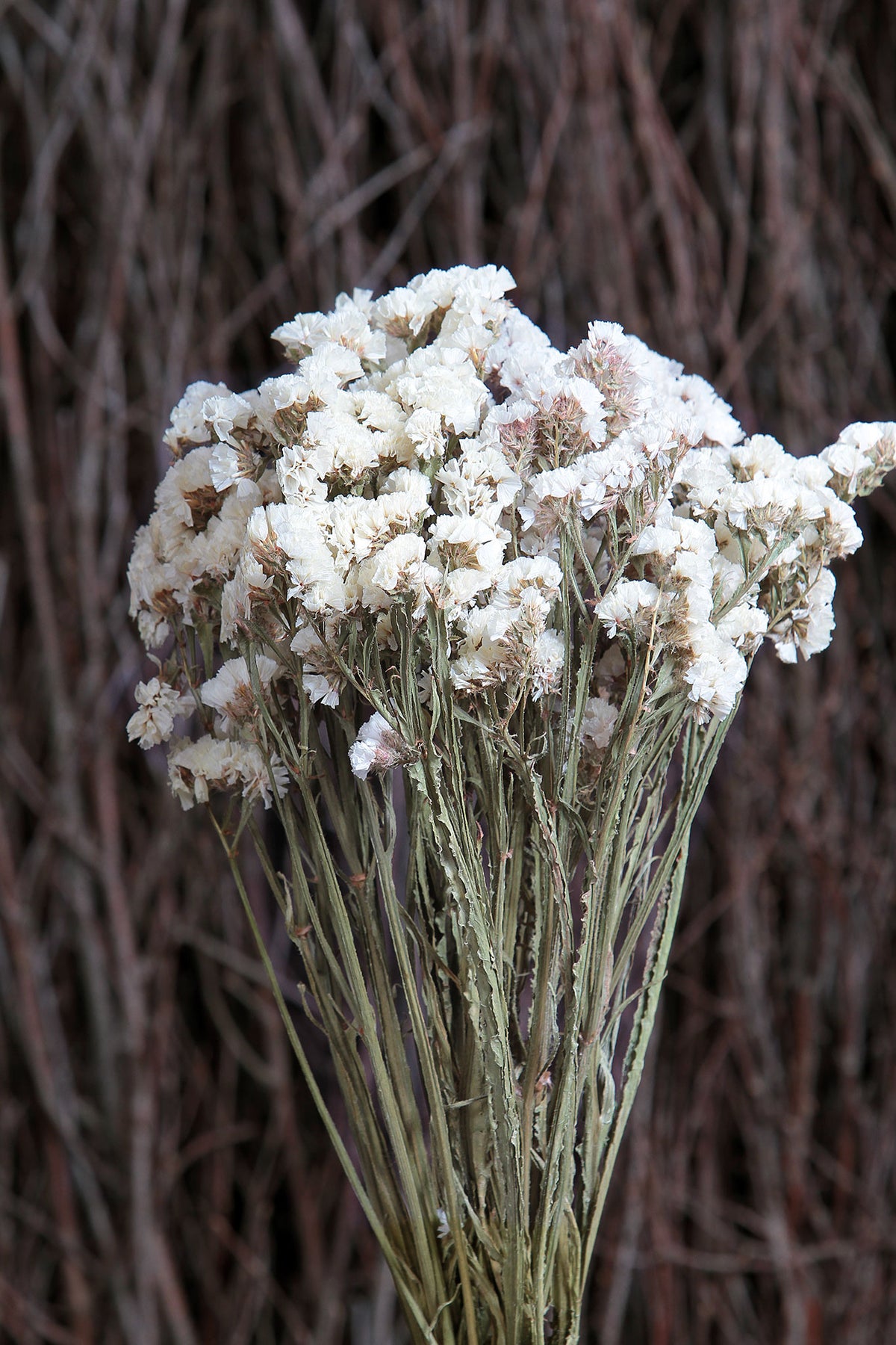 Dried Natural White &quot;Statice&quot; Flower by the bunch