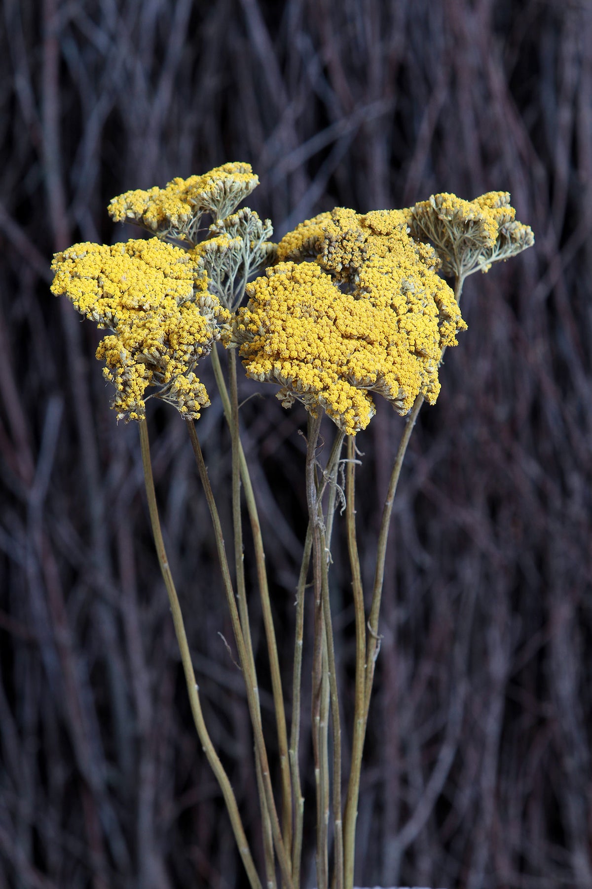 Dried Achillea &quot;Yarrow Flower&quot; by the bunch