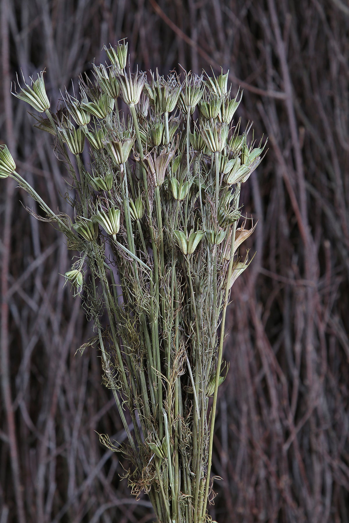 Dried Natural &quot;Nigella Orientalis&quot; Flower by the bunch