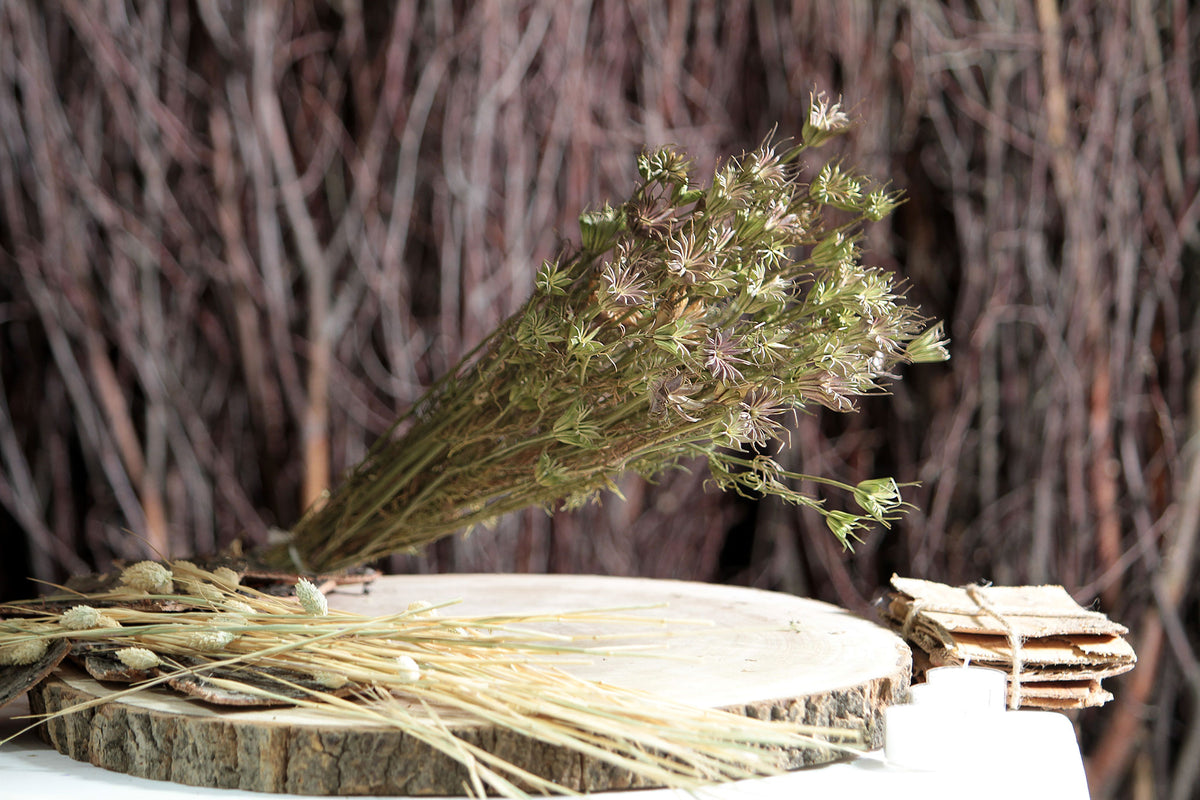 Dried Natural &quot;Nigella Orientalis&quot; Flower by the bunch