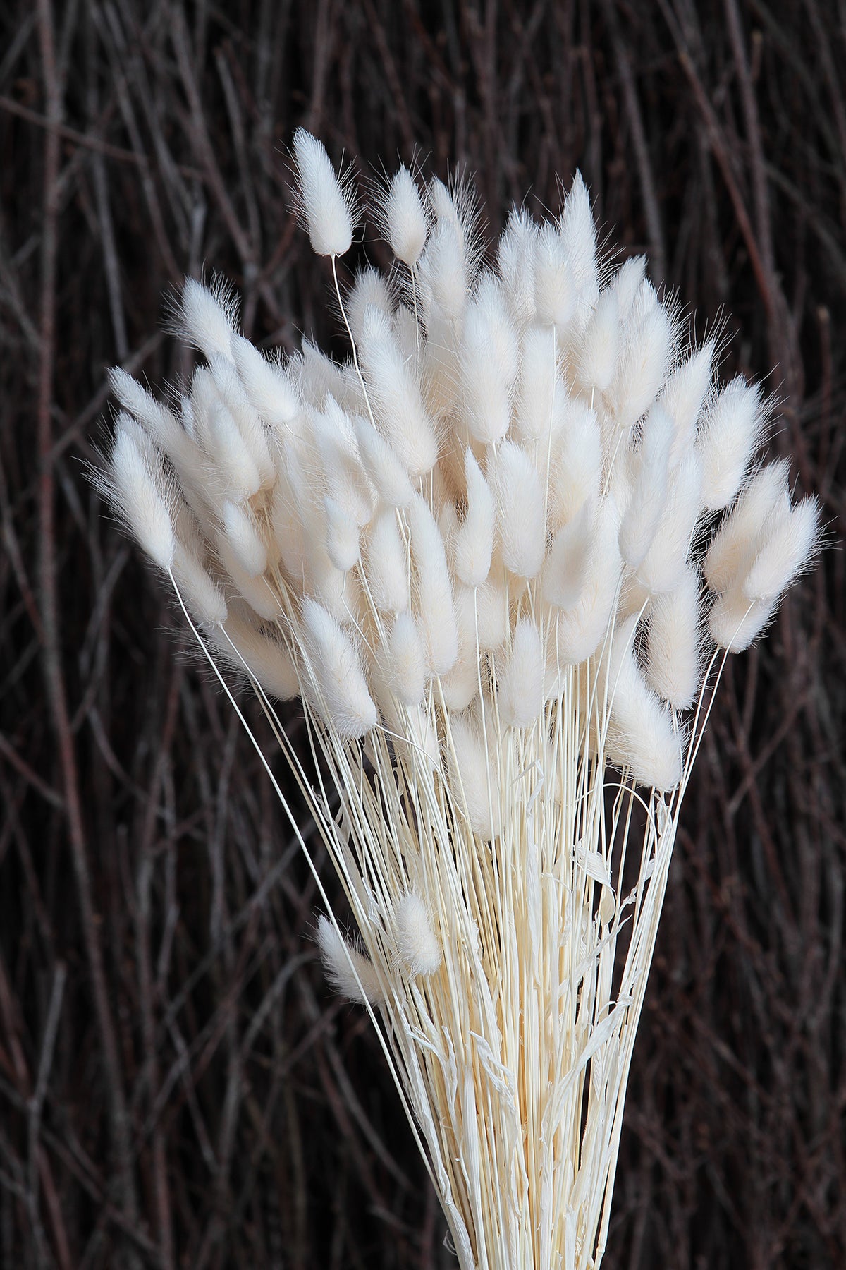 Bleached &quot;Bunny Tails&quot; 80cm by the large bunch