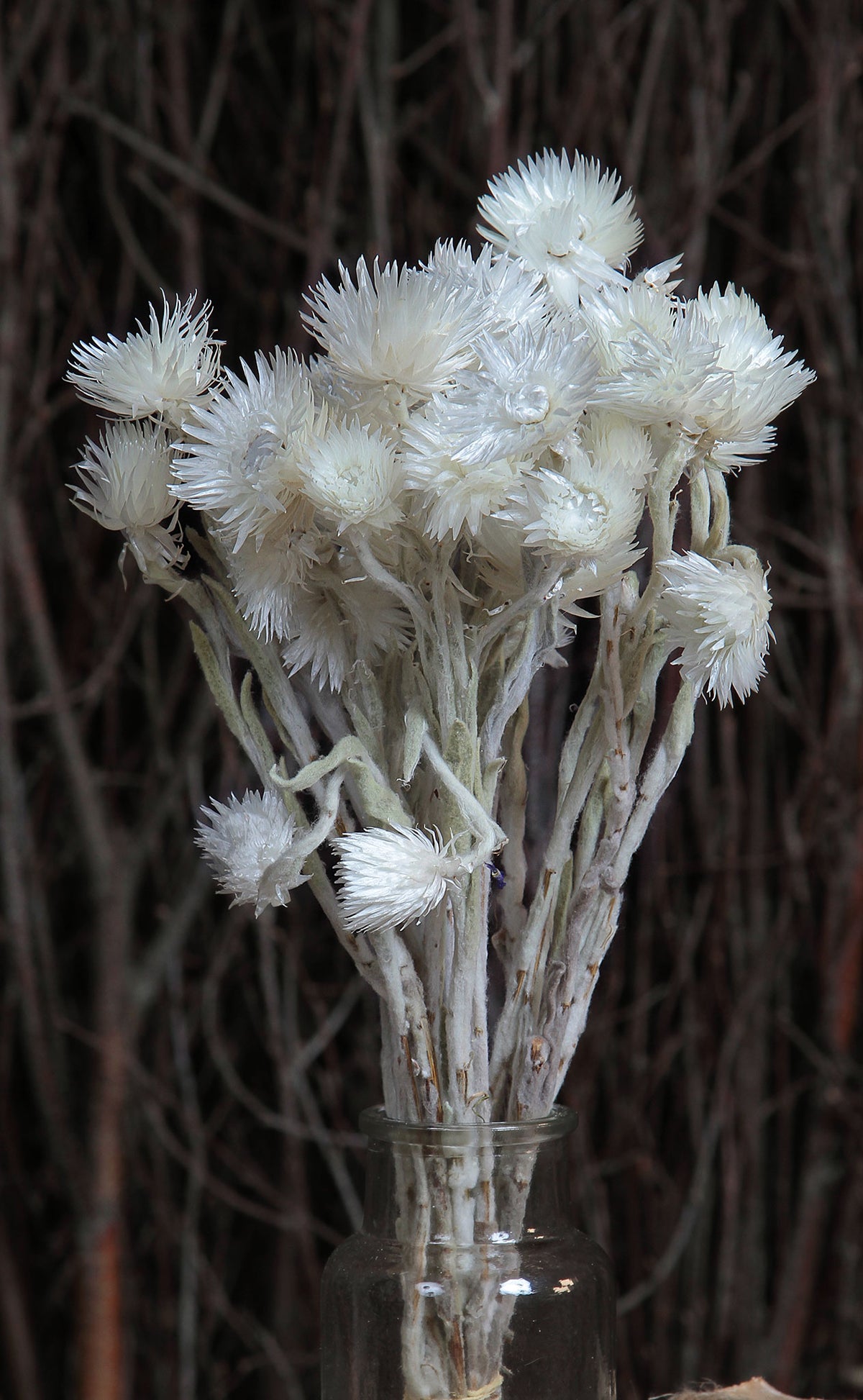 Bleached &quot;Straw Flower&quot; by the bunch