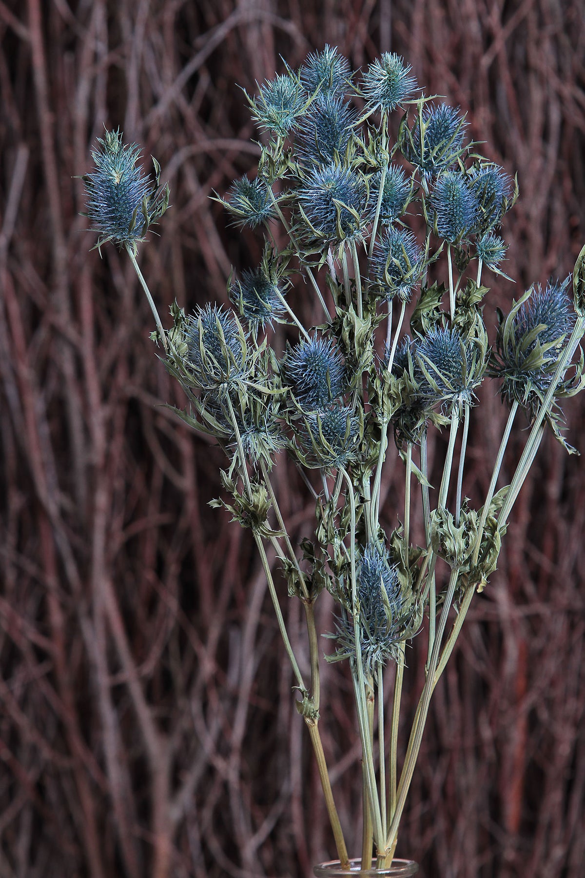 Dried Blue &quot;Thistle&quot; in a 5 stem bunch