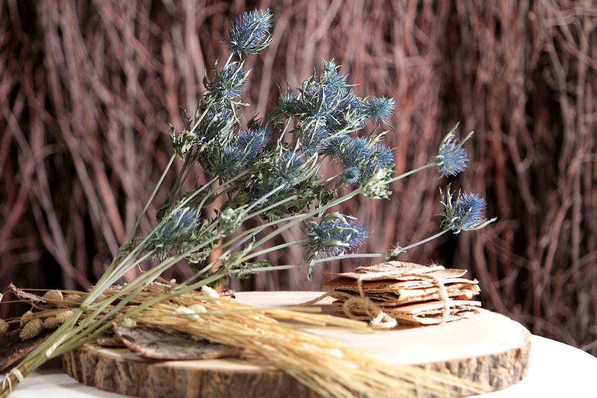 Dried Blue &quot;Thistle&quot; in a 5 stem bunch