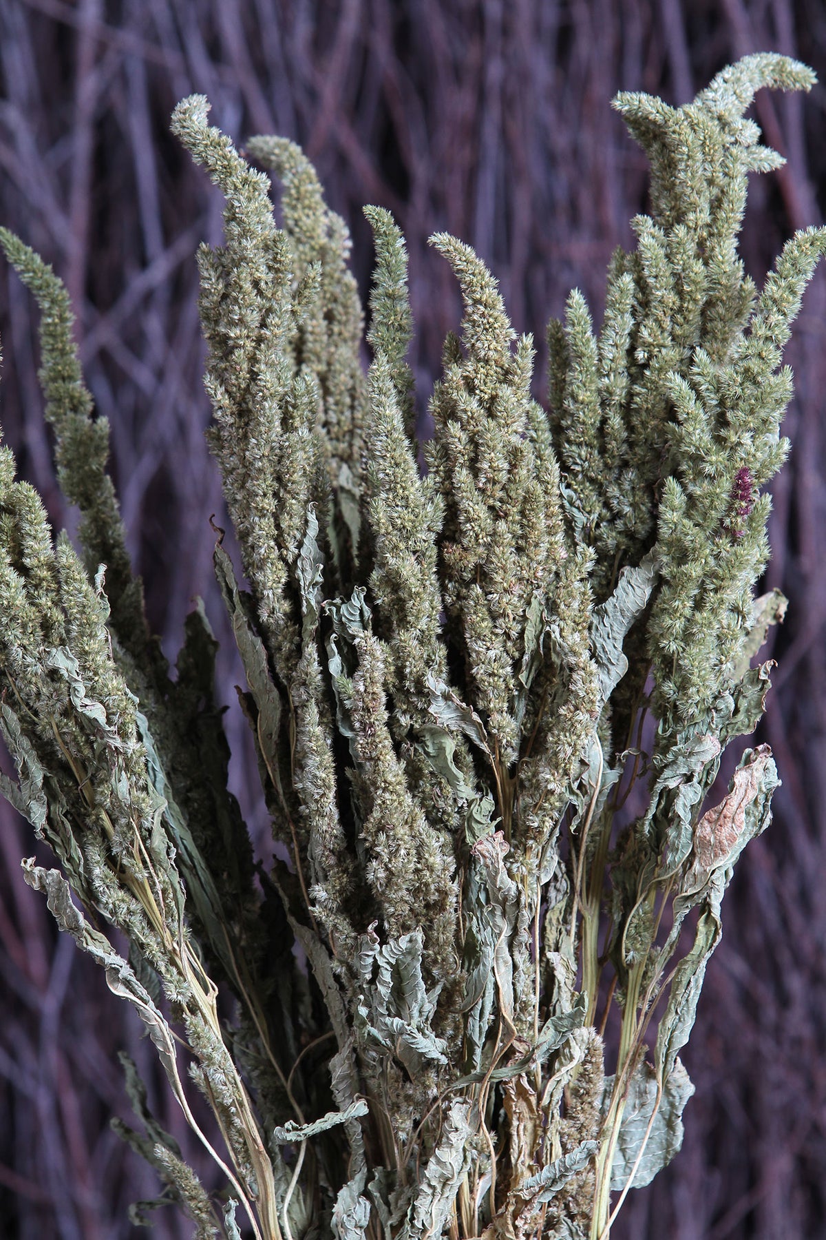 Dried Natural Green &quot;Amaranthus&quot; Flower by the bunch