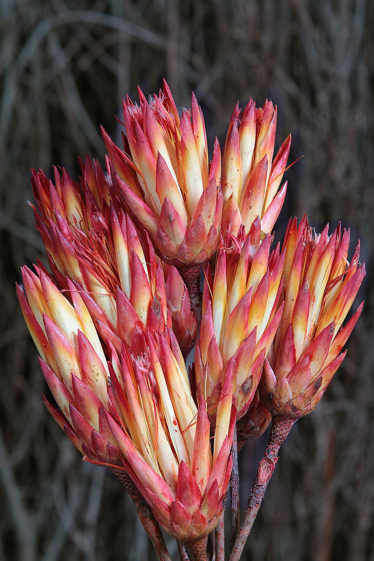 Dried Natural Red &quot;Repens Protea&quot; Flower in a 10 stem bunch