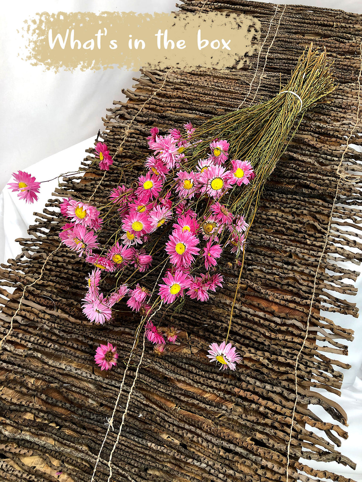 Dried &quot;Pink Paper Daisy&quot; by the bunch