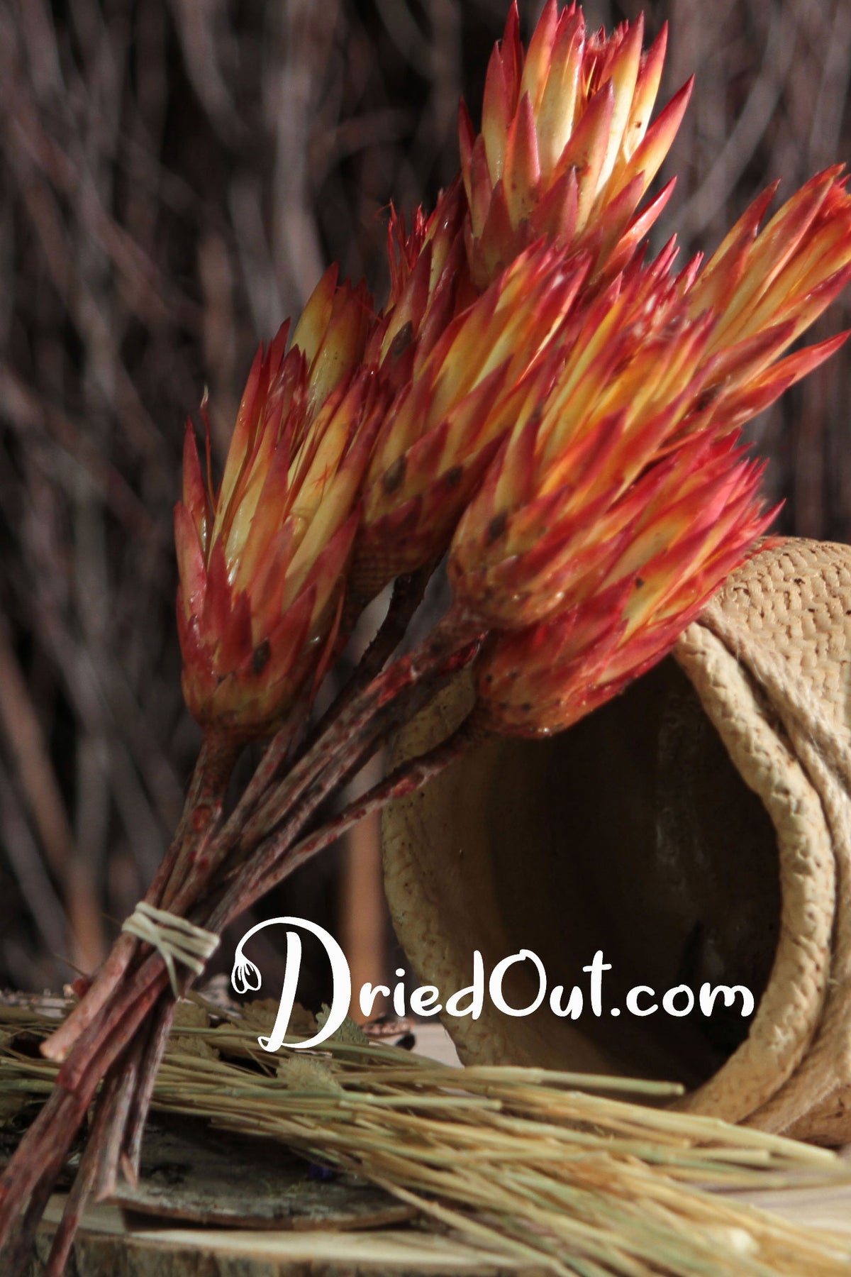 Dried Natural Red &quot;Repens Protea&quot; Flower in a 10 stem bunch